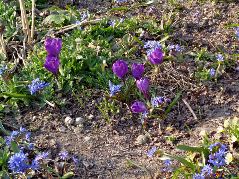 Las primeras flores de primavera №39136