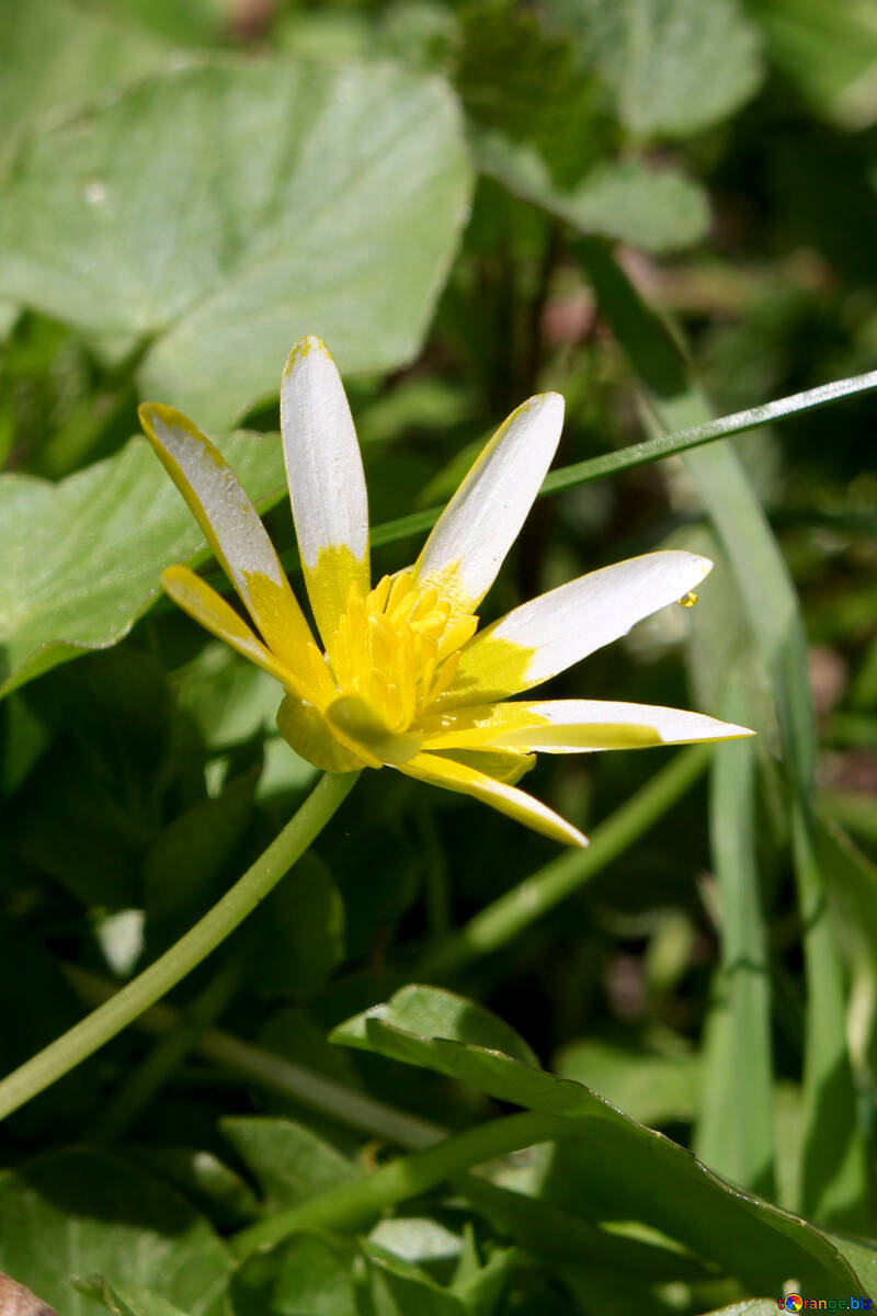 Flor de primavera branco amarelo №39785