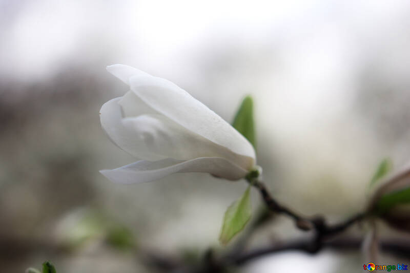 Weiß Frühlingsblume №39738