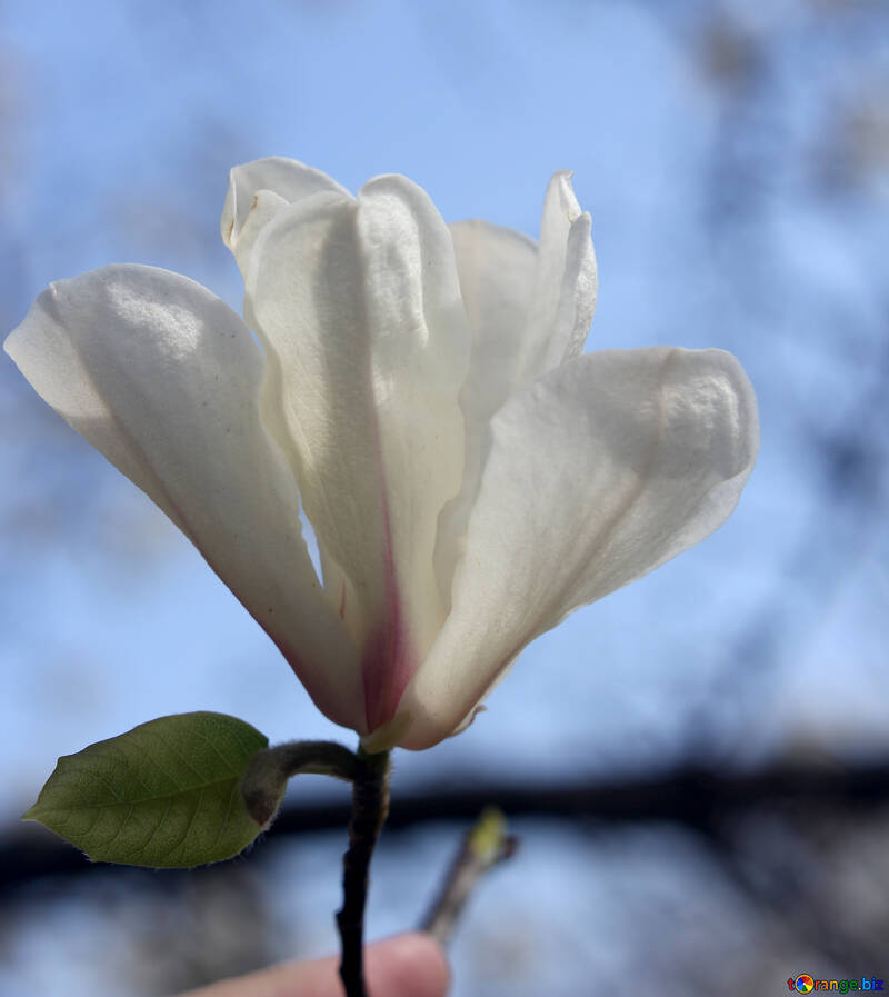 Amantes de flores de primavera №39699