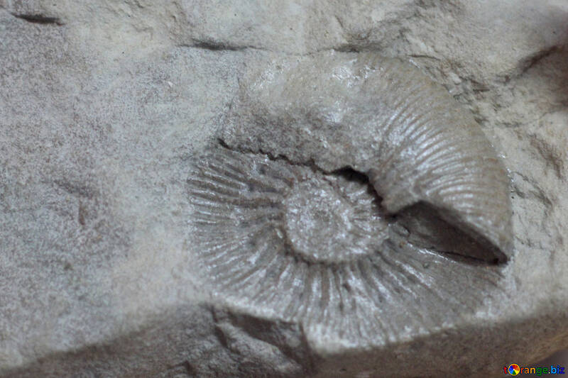 L`impronta del mollusco in pietra №39388