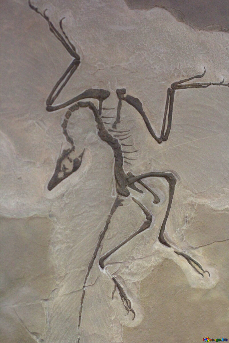 Skeleton fossil animal in stone №39357