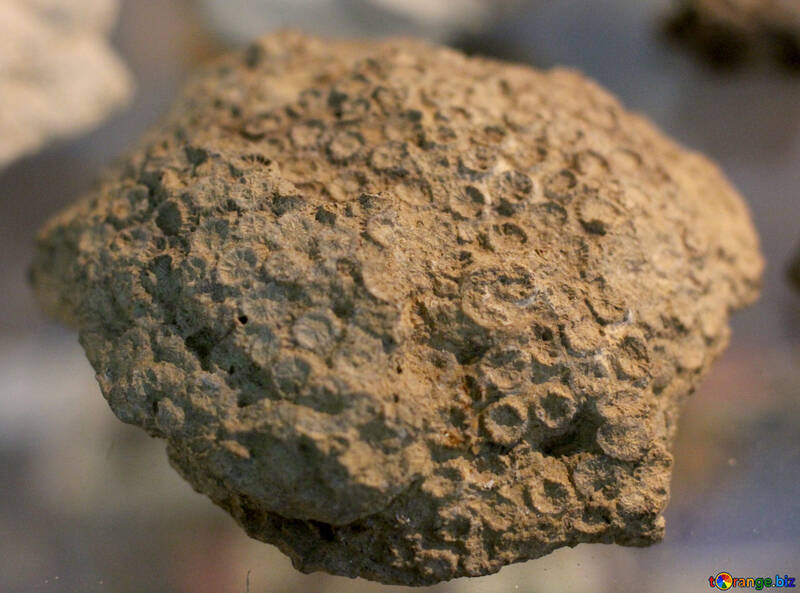 Traces d`animaux fossilisés sur pierre №39417
