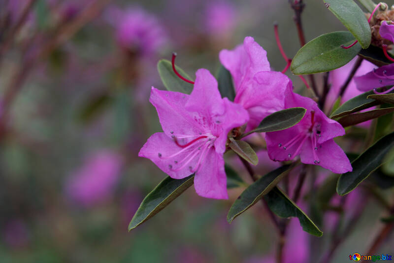 Rhododendron background №39808