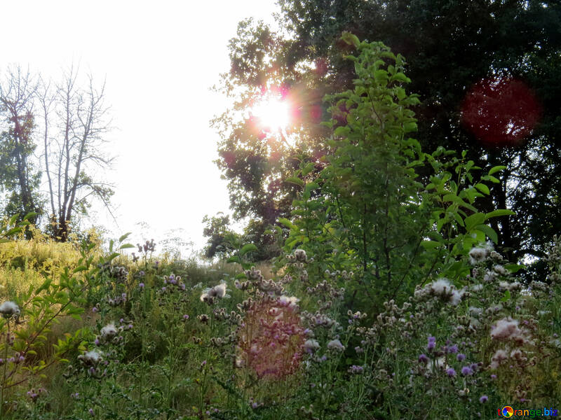 O sol de verão na floresta №39543