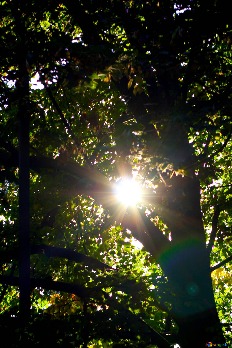 El sol través de los árboles №39650