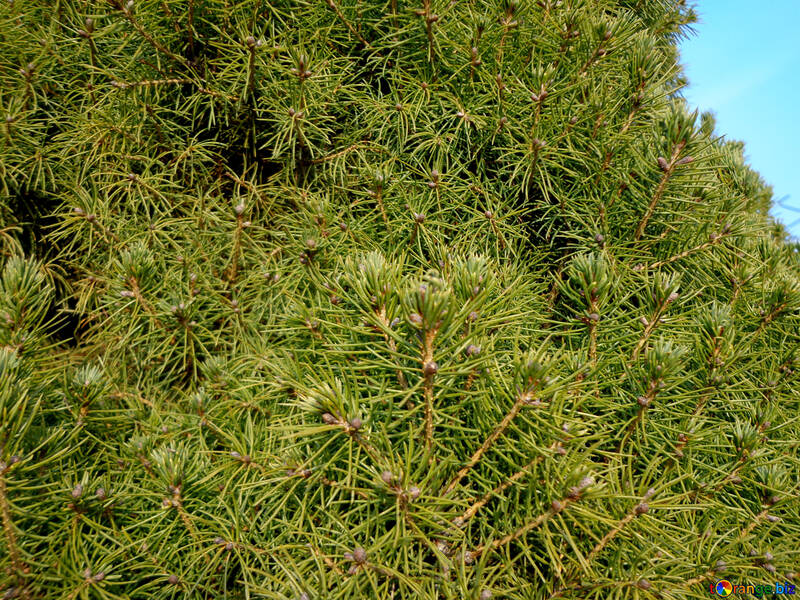 Spruce pine needles texture №39125