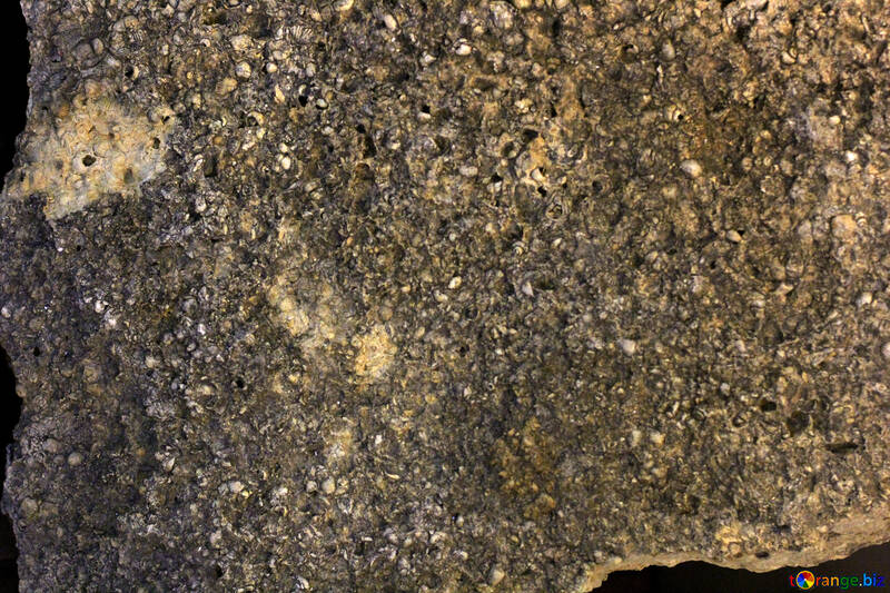 Textura de fósseis №39412