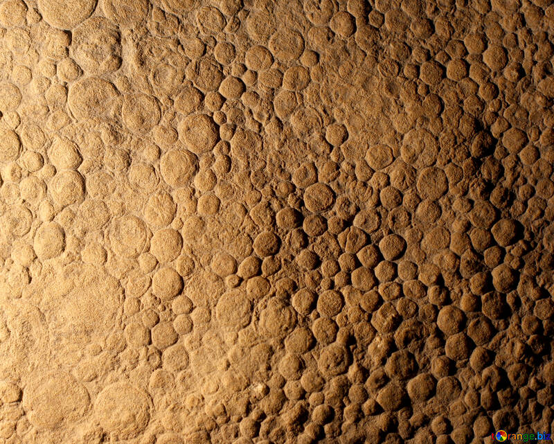 La piedra con los restos de animal textura №39419