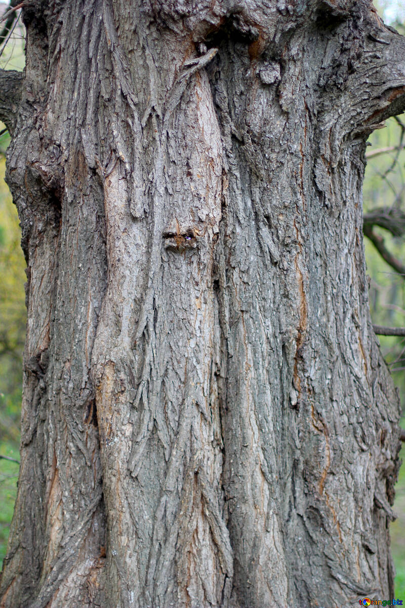 The bark of an old tree №39883