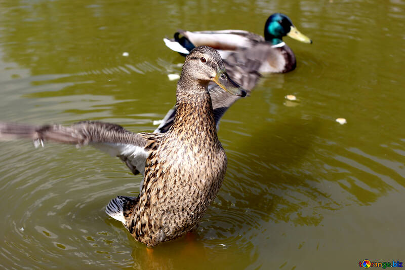 Wild duck №39675