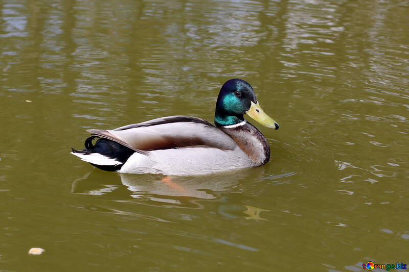 Wild duck №39684