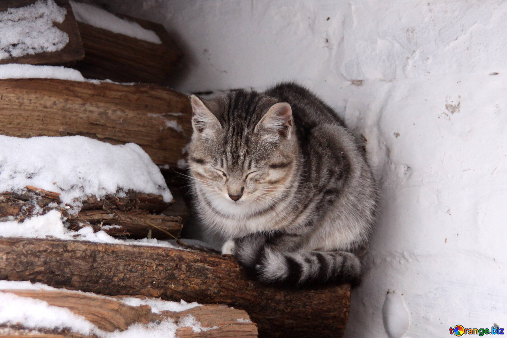 Тепло ли там. Бездомные коты зимой. Коты на улице зимой. Уличные коты зимой. Деревенские коты.