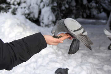  Pássaros comer de mão №4177