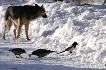 Stray  dog  and  Ravens №4271