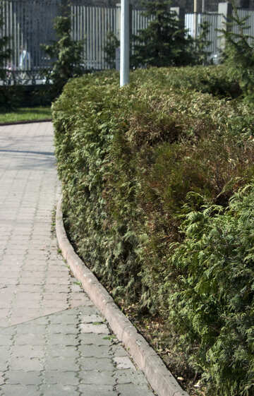 Hedge bushes №4614
