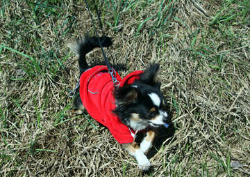 Long-haired Chihuahua in red jacket №4739