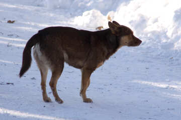 Бродячий собака і сніг №4045