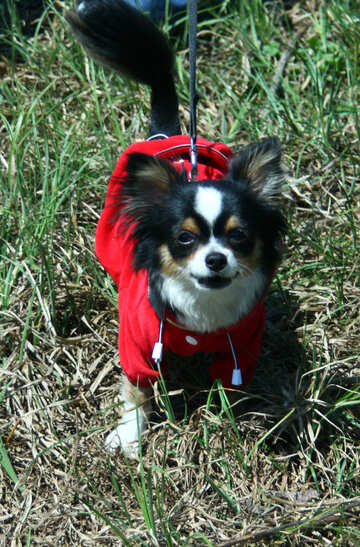 Long-haired Chihuahua №4737