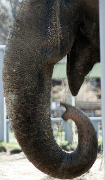 Elephant`s trunk. №4658