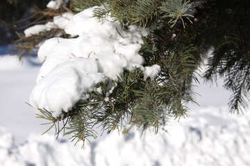 Snow on the branches of fir №4169