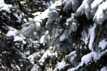 Invalicabile bosco in inverno №4162