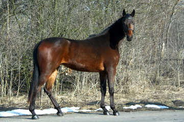 Mare. Breed group of Ukrainian horse. №4692