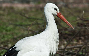 Portrait of stork. №4575