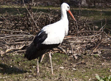 Stork №4574