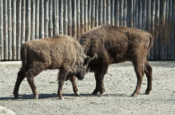 Il bisonte due scopre il rapporto №4644