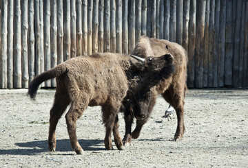 Giovane bisonte №4643