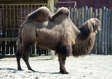 Camel. Kyiv zoo. №4674