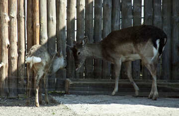 Faon « Bambi » avec sa mère №4647