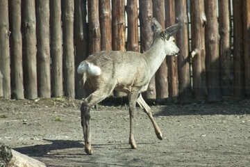 Parque zoológico del cervatillo №4648