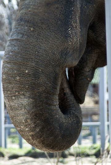 Un éléphant mange. №4656