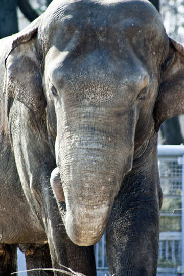 Elefante lotta Giardino zoologico Kiev Ritratto di settimana prima morte Molla 2010 №4662