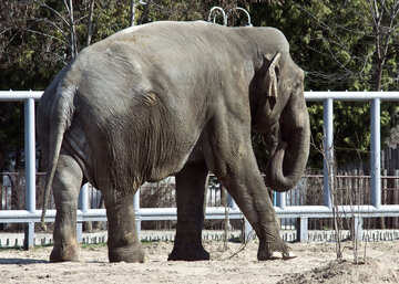 Un elefante dallo zoo di Kiev. №4655