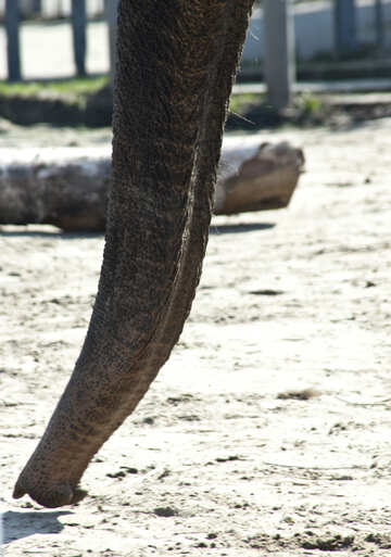 Elefante. Un tronco. №4661
