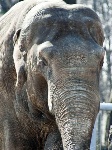 Portrait of an elephant. №4663