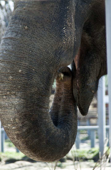 Elefante di Roth. №4657