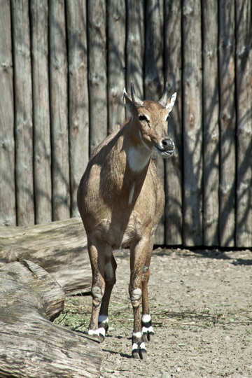 Antilope in Kiev giardino zoologico №4649