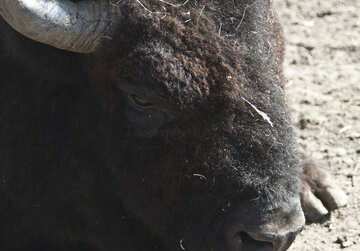 Muzzle bison.Zoomed. №4638