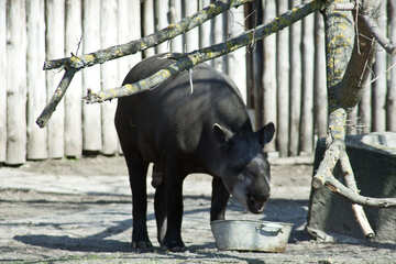 Tapir (Tapirus) №4622