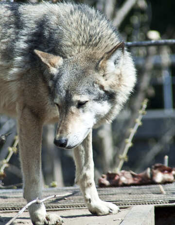 Wolf №4568