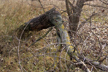 Вітер зламав дерево №4025