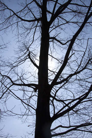 Branches  tree  no  leaf  at  background  sky