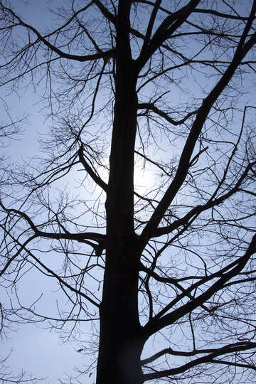 Ramas  árbol  no  hoja  en  fondo  cielo