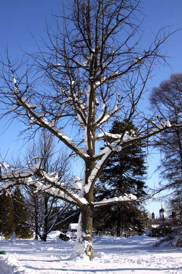 Nalip Schnee auf den Ästen eines großen Baumes №4170