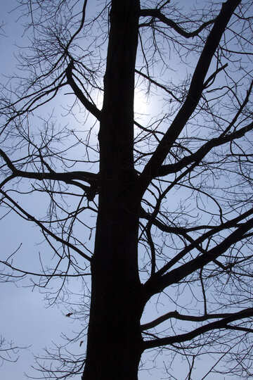 Sun  através  árvore  inverno №4503
