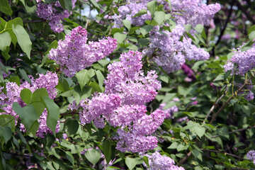 Lilac №4824